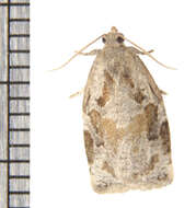 Image of Archips grisea Robinson 1869