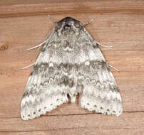 Image of White Underwing, The Relict