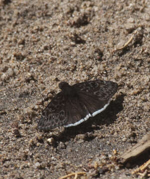 Image of Juvenal's Duskywing