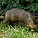 Image of Bearded Pig