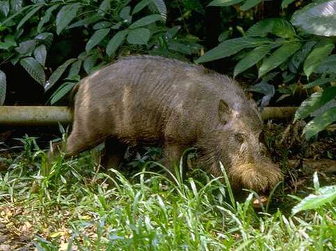 婆羅洲鬚猪的圖片