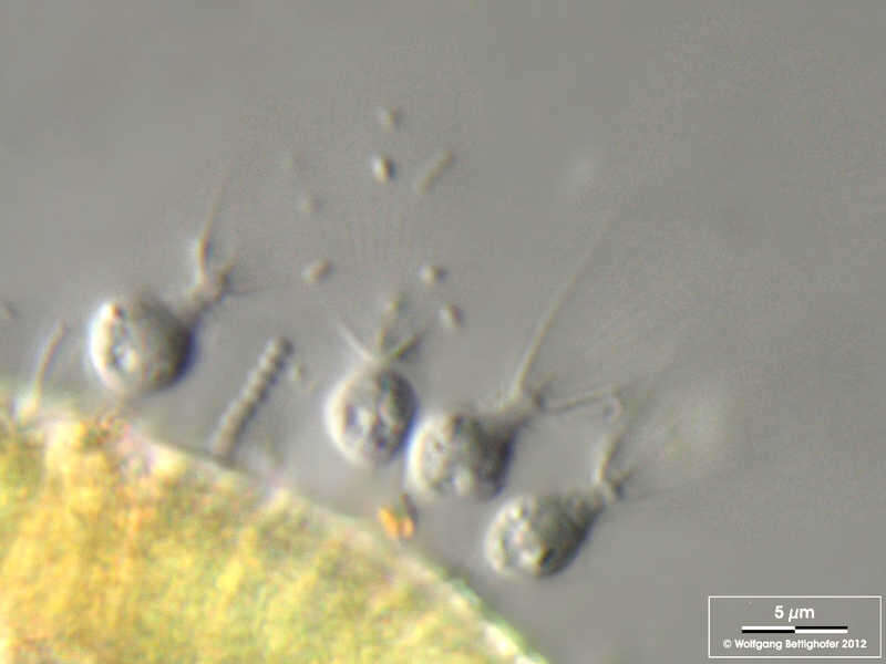 Image of Salpingoeca fusiformis