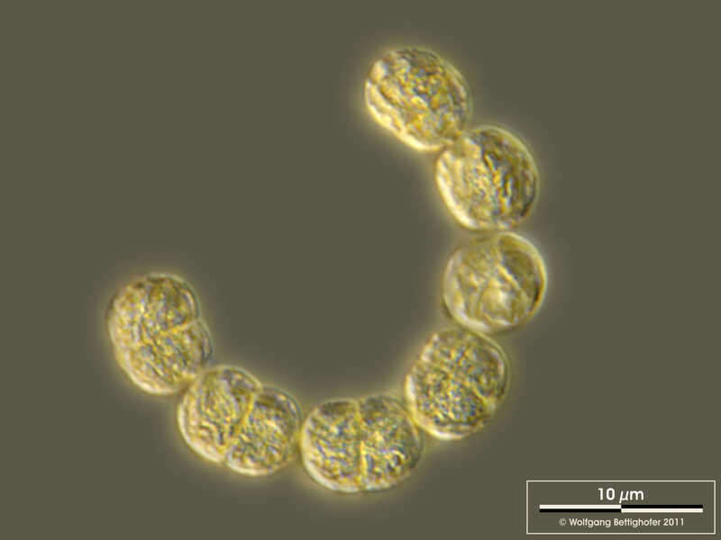 Dolichospermum spiroides的圖片