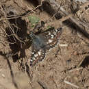 Image of Common Checkered Skipper