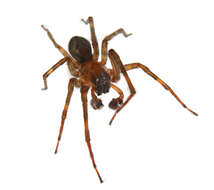 صورة Gnaphosidae