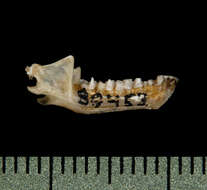 Image of Cave Myotis