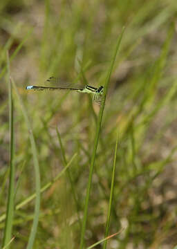 Ischnura verticalis (Say 1840) resmi