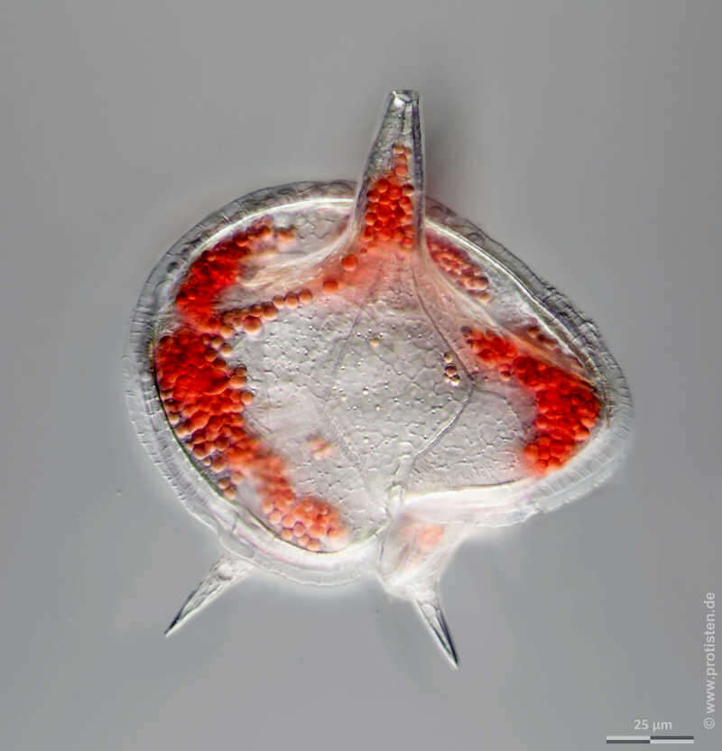 Image of Protoperidinium depressum