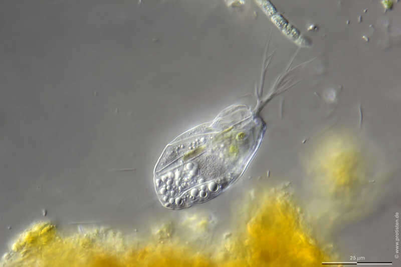 Image of Tectofilosida