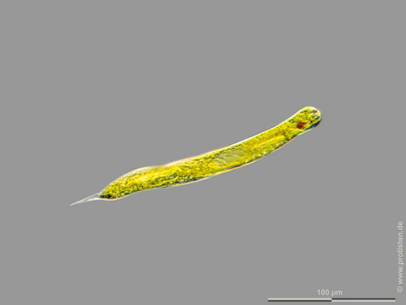 Image of Lepocinclis oxyuris