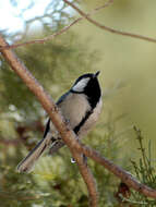 Image of Great Tit