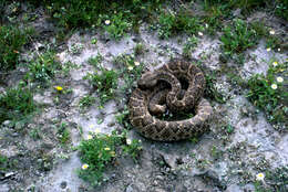 Image of Western Diamond-backed Rattlesnake