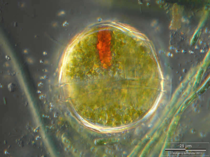 Image of Euglenid cyst