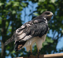 Image of Augur Buzzard