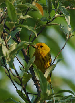 Imagem de Dendroica petechia