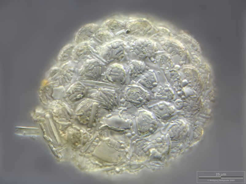 Image of Netzelia tuberculata