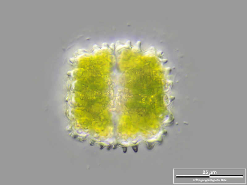 Image of Cosmarium caelatum