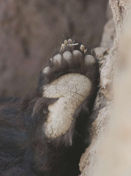 Image of American Black Bear