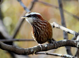 Image of Rufous-necked Scimitar Babbler