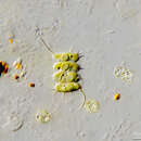 Image of Desmodesmus subspicatus