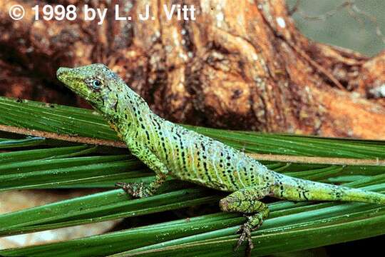 Image of Banded Tree Anole