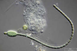 Image of Cylindrospermum majus