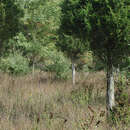 Image of White-tailed deer