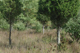 Image of White-tailed deer