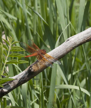 Image of Flame Skimmer