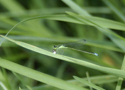 Image of Eastern Forktail