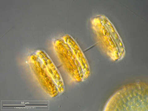 Plancia ëd Thalassiosira rotula