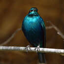 Image of Greater Blue-eared Glossy-starling