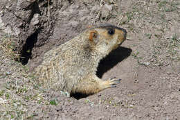 Imagem de Marmota himalayana (Hodgson 1841)