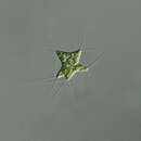 Polyedriopsis spinulosa resmi