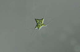 Polyedriopsis spinulosa的圖片