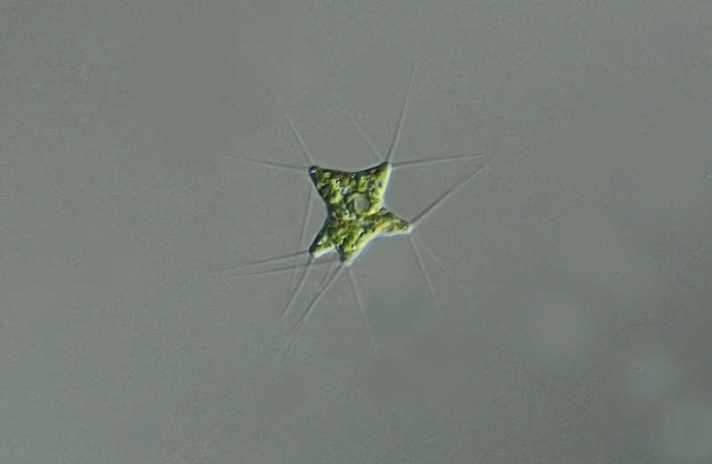 Polyedriopsis spinulosa的圖片