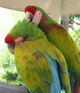 Image of macaws