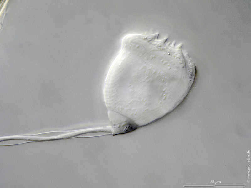 Image of Vorticella macrocaulis Stokes 1885