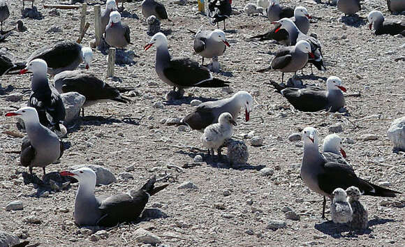 Larus heermanni Cassin 1852 resmi