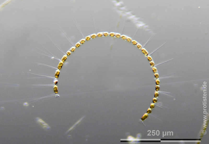 Plancia ëd Chaetoceros curvisetus