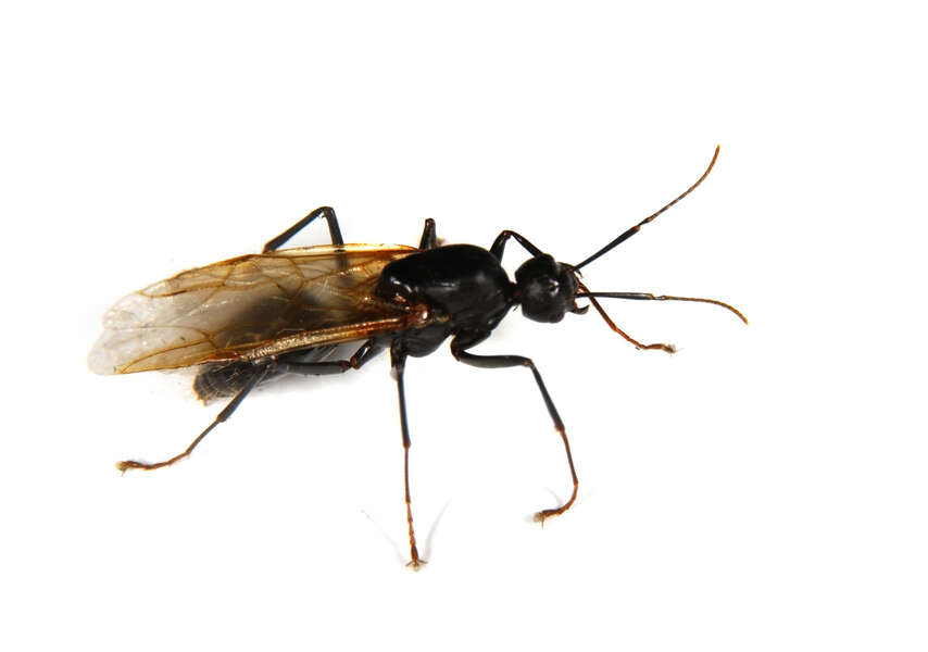 Image of Carpenter ant