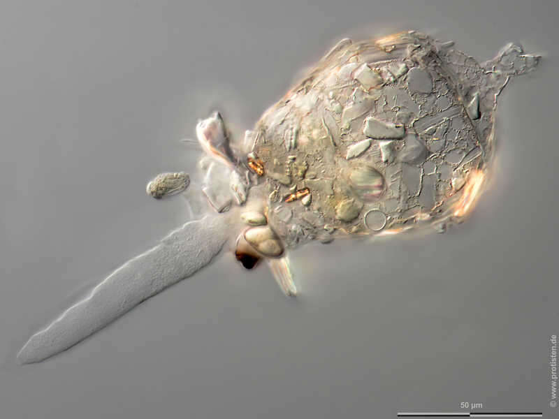 Image of Difflugia elegans Penard 1890
