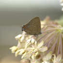 Image of Banded Hairstreak