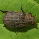 Image of Hide Beetles
