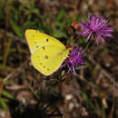 Image of Clouded sulphur