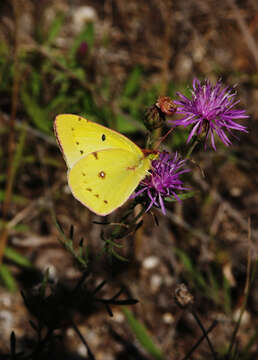 Imagem de Colias philodice Godart (1819)