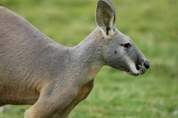 Image of red kangaroo