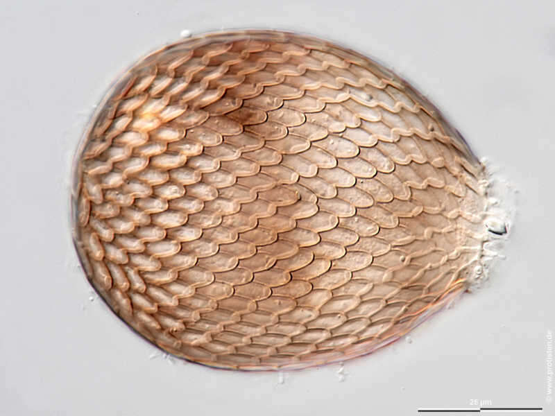Image of Assulina seminulum