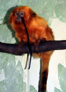 Image of Lion tamarin