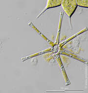 Image of Asterionella formosa